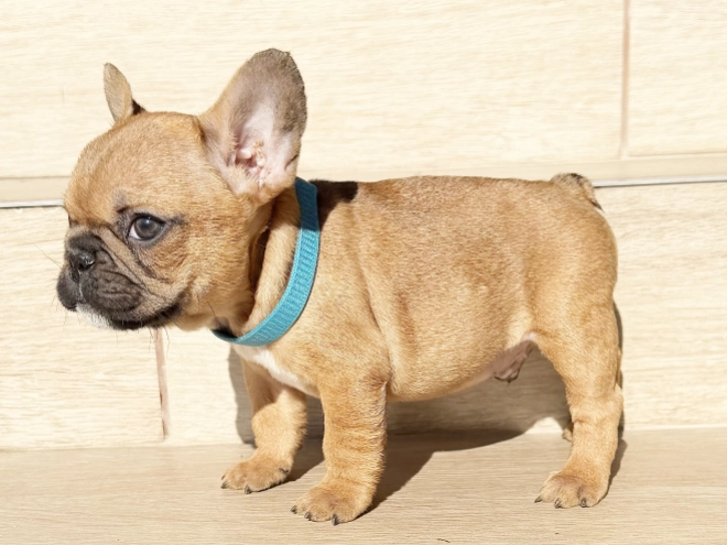 Perros Bulldog Francés en venta