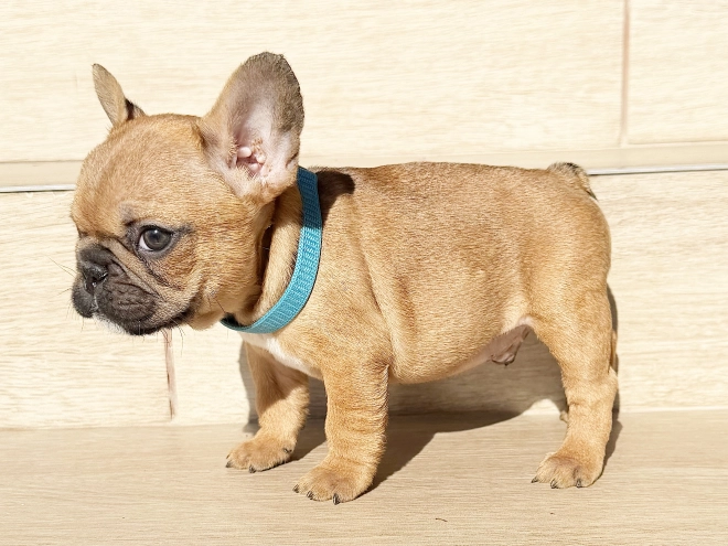 Perros Bulldog Francés en venta