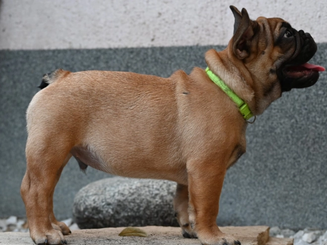French Bulldog puppy for sale