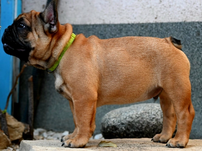 French Bulldog puppy for sale