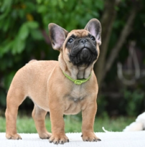 French Bulldog puppy for sale