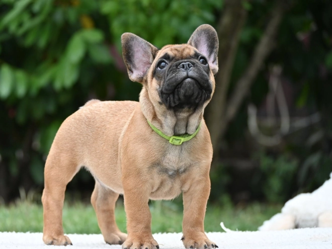 French Bulldog puppy for sale