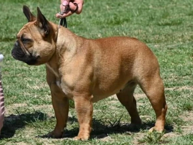 French Bulldog puppy for sale