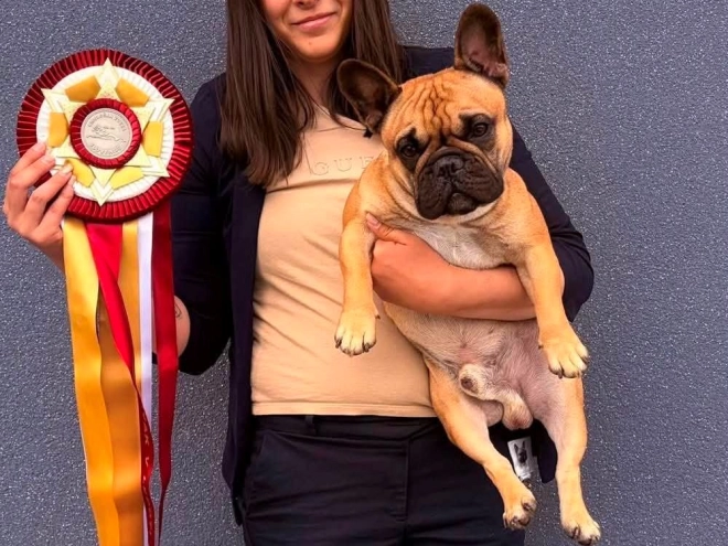 French Bulldog puppy for sale