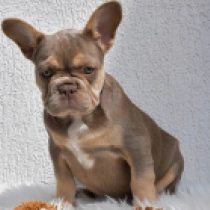 Perros Bulldog Francés en venta