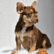 Perros Bulldog Francés en venta