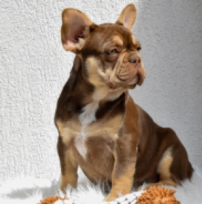 Französische Bulldogge Welpe zu verkaufen