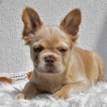 Perros Bulldog Francés en venta