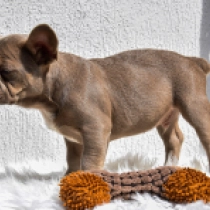Perros Bulldog Francés en venta
