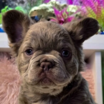 Perros Bulldog Francés en venta