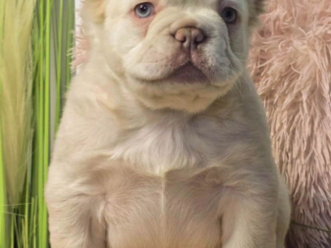 Französische Bulldogge Welpe kaufen