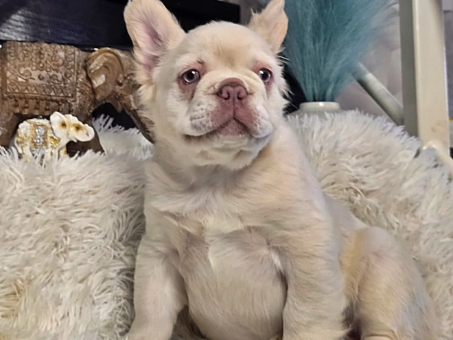 Französische Bulldogge Welpe kaufen