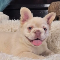 Joaquin Phoenix, sherry tan platinum fluffy Bulldog Francés en venta