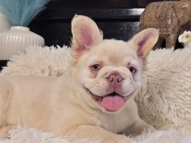 Französische Bulldogge Welpe kaufen