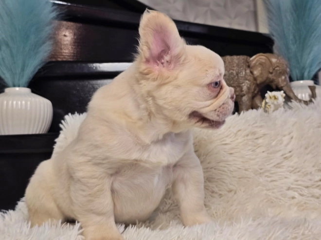 Französische Bulldogge Welpe kaufen
