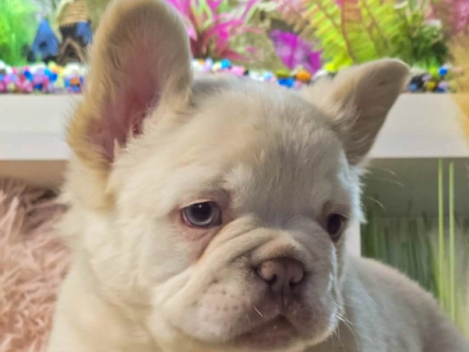 Französische Bulldogge Welpe kaufen