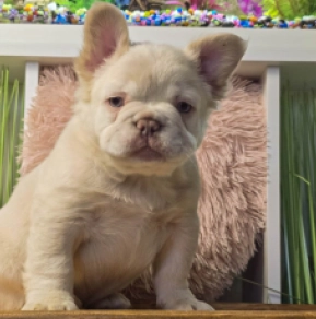 French Bulldog puppy for sale