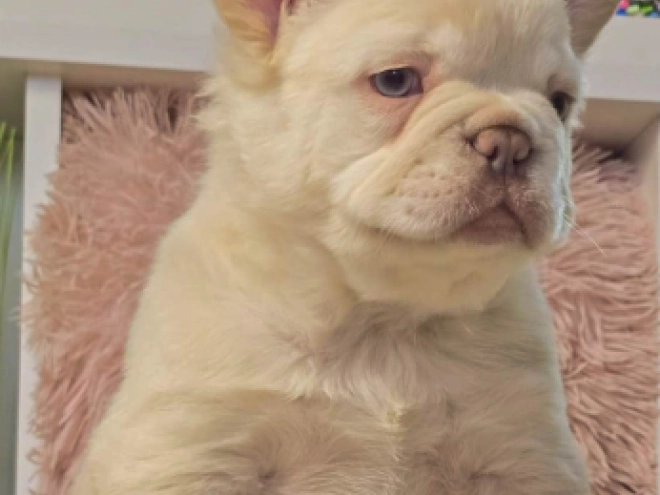 Französische Bulldogge Welpe kaufen