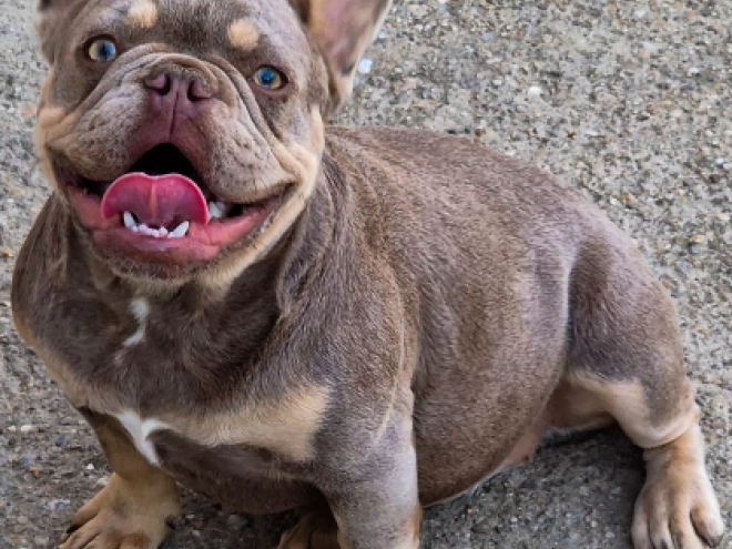 Französische Bulldogge Welpe kaufen