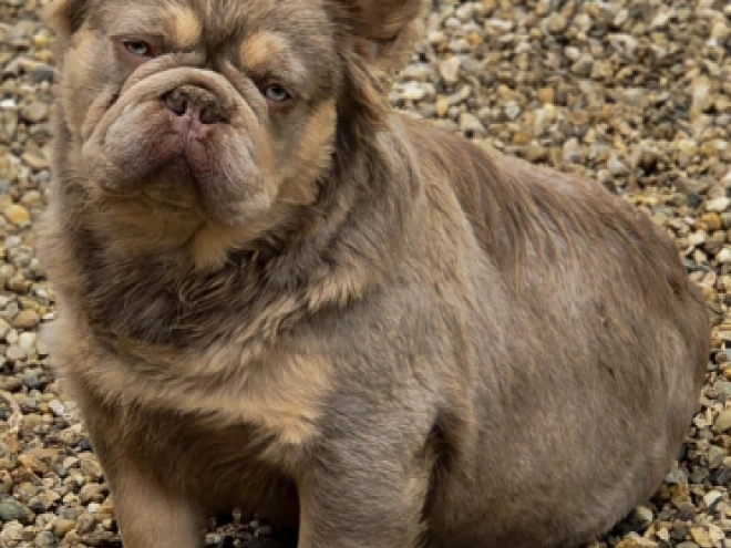 Französische Bulldogge Welpe kaufen