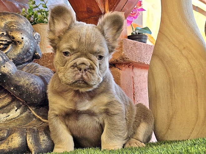 French Bulldog puppy for sale