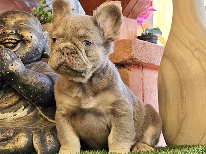 French Bulldog puppy for sale