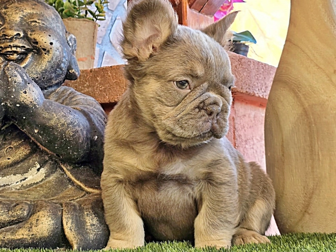 French Bulldog puppy for sale