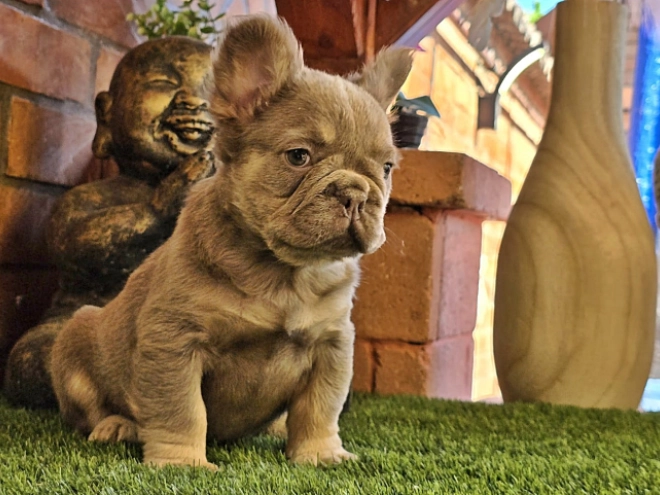 French Bulldog puppy for sale