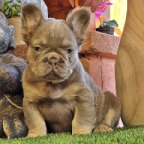 Renée Zellweger, sherry tan izabella Bulldog Francés en venta