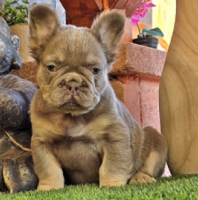 Französische Bulldogge Welpe kaufen