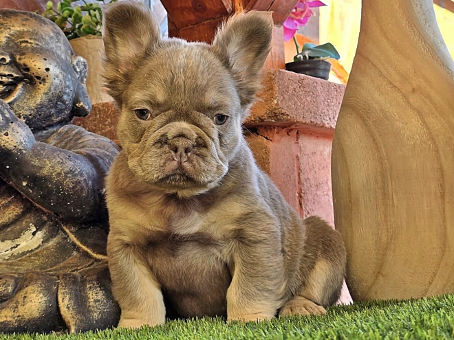 French Bulldog puppy for sale