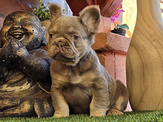 French Bulldog puppy for sale
