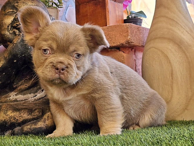 Französische Bulldogge Welpe kaufen