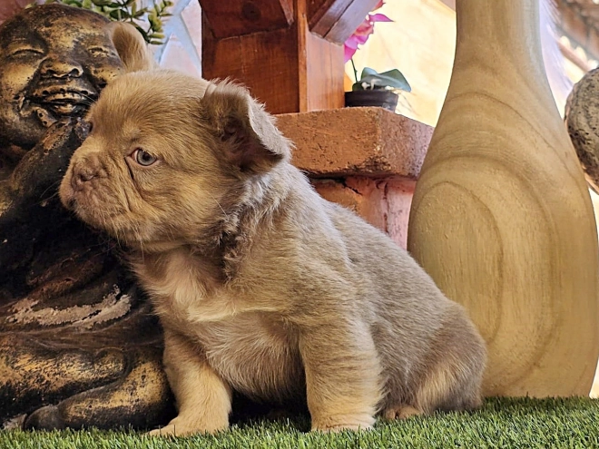 Französische Bulldogge Welpe kaufen