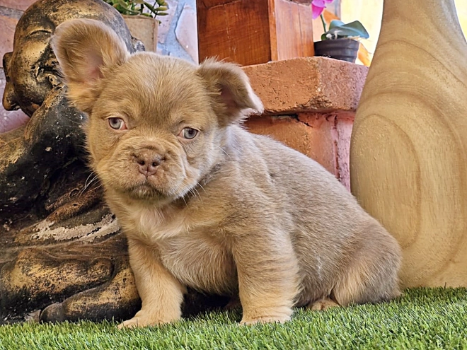 Französische Bulldogge Welpe kaufen