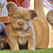 Aimee, sherry tan izabella Bulldog Francés en venta