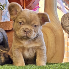 Französische Bulldogge Welpe kaufen