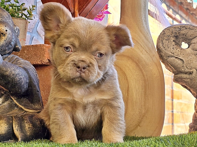 Französische Bulldogge Welpe kaufen