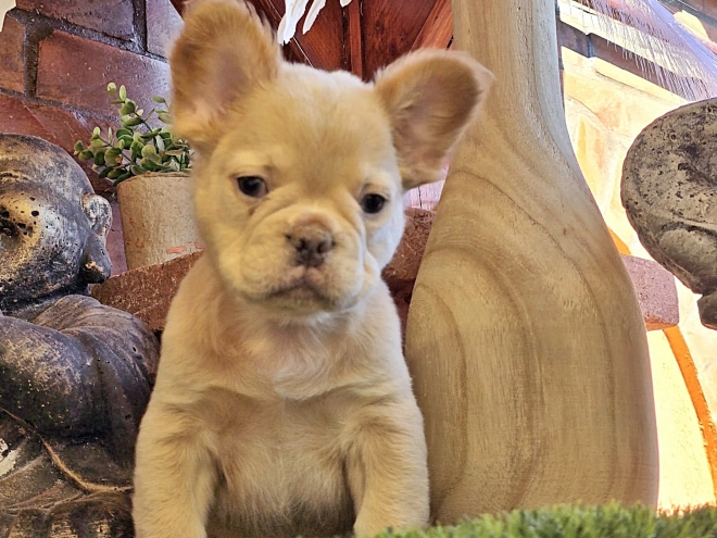 French Bulldog puppy for sale
