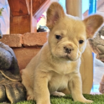 Capuccino, royo tan cream fluffy Bulldog Francés en venta