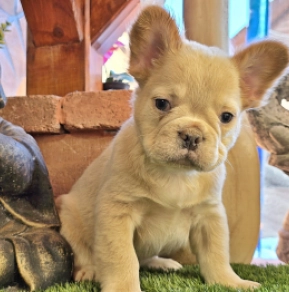 Französische Bulldogge Welpe kaufen