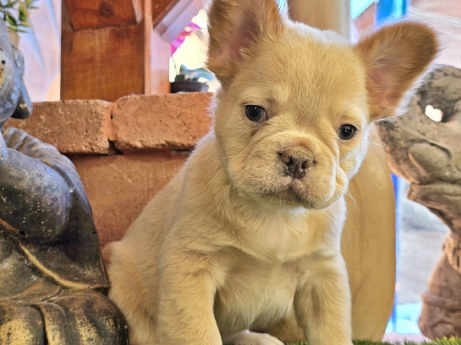 French Bulldog puppy for sale