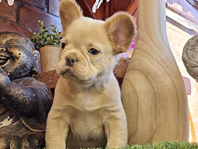 French Bulldog puppy for sale