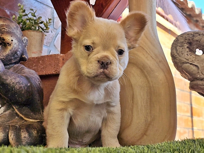 French Bulldog puppy for sale
