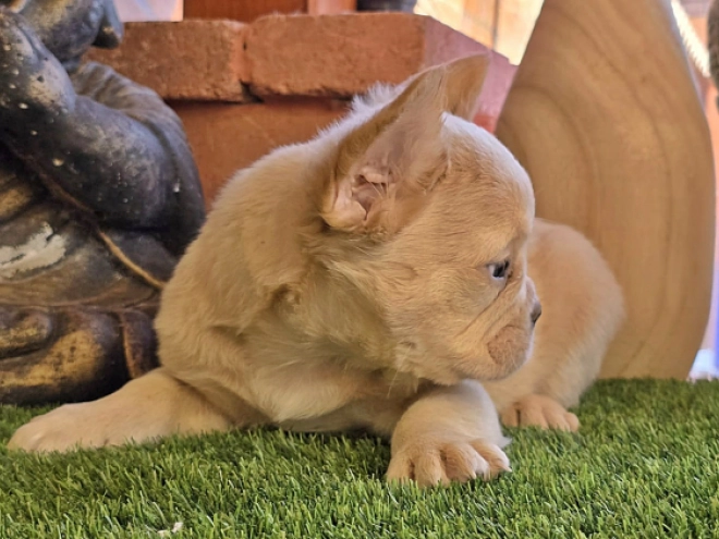 French Bulldog puppy for sale