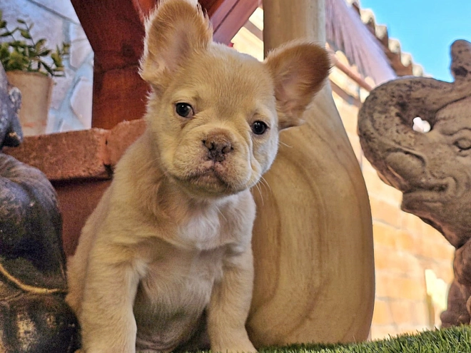 French Bulldog puppy for sale