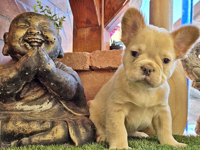 French Bulldog puppy for sale