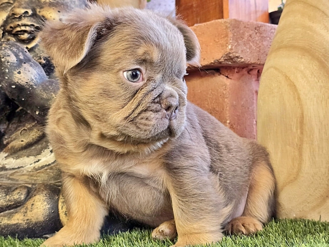 Französische Bulldogge Welpe kaufen