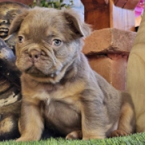 Felix, sherry tan fluffy Bulldog Francés en venta