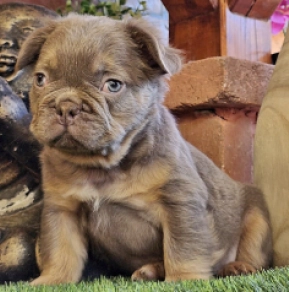 Französische Bulldogge Welpe kaufen